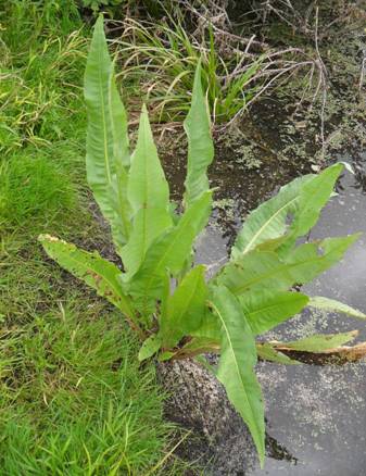 Щавель прибрежный (Rumex hydrolapatum)