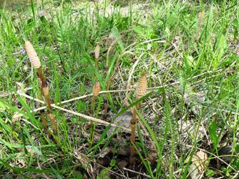 Field Horsetail (Equisetum arvense)