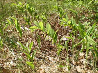Купина запашна (Polygonatum odoratum)