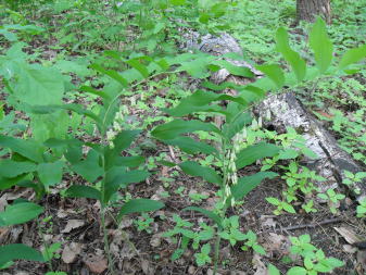 Купена душистая (Polygonatum odoratum)