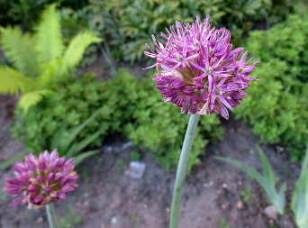 Цибуля (Allium)