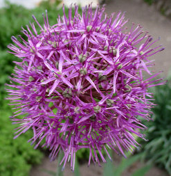 Onion (Allium)