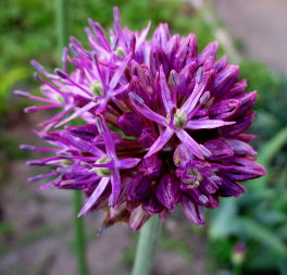 Onion (Allium)