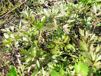 Лютик едкий (Ranunculus acris)