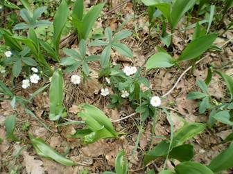 Перстач білий (Potentilla alba)