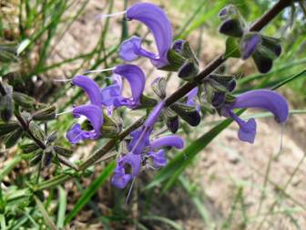 Meadow Sage (Clary) (Salvia pratensis)