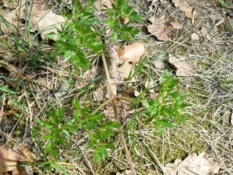 Смовдь гірська (Peucedanum oreoselinum)