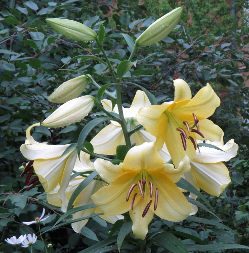 Spotted Lily (Lilium maculatum)