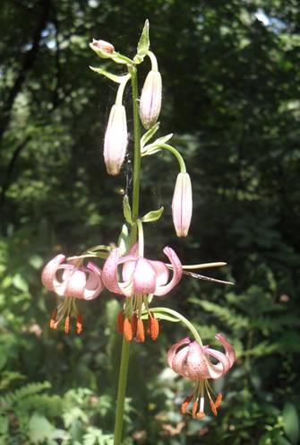 Martagon Lily (Lilium pilosiusculum)