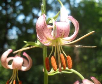 Лілія саранка (Lilium pilosiusculum)