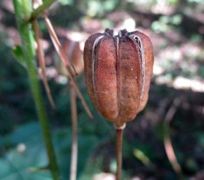 Лілія саранка (Lilium pilosiusculum)