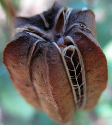Лилия саранка (Lilium pilosiusculum)