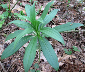 Martagon Lily (Lilium pilosiusculum)