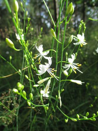 Branched St Bernard's-lily (Anthericum ramosum)