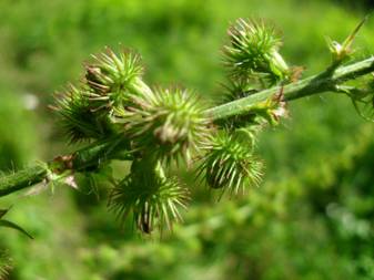 Репешок аптечный (Agrimonia eupatoria)