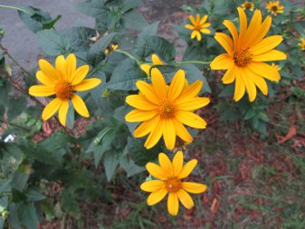 False Sunflower (Heliopsis helianthoides)