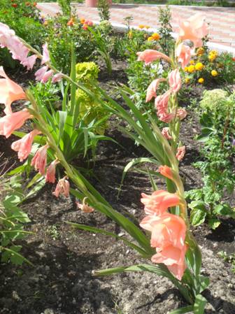 Гладиолус (Gladiolus)