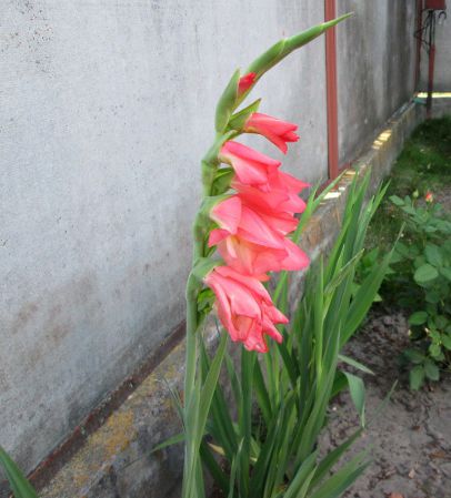 Гладиолус (Gladiolus)