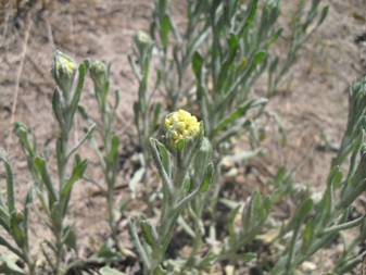 Цмин песчаный (Helichrysum arenarium)