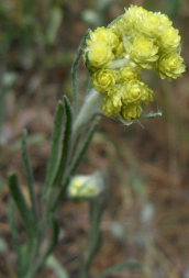 Immortelle; Dwarf Everlast (Helichrysum arenarium)