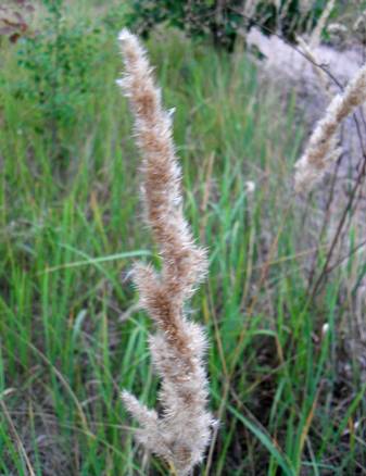 Wood Small-reed (Calamagrostis epigeios)