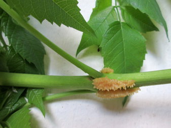 Trumpet vine (Campsis radicans)