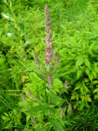 Плакун верболистий (Lythrum salicaria)