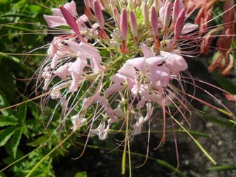 Spider flower (Tarenaya hassleriana)