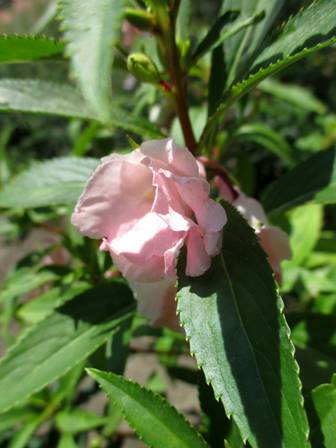 Rose Balsam (Impatiens balsamina)
