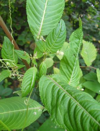 Himalayan Balsam (Impatiens glandulifera)