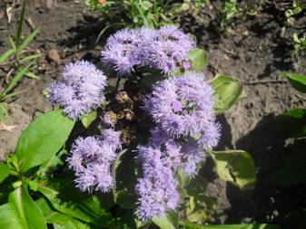 Flossflower (Ageratum houstonianum)