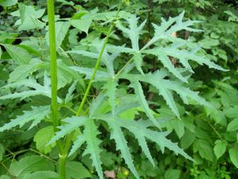 Common Hogweed (Heracleum sibiricum)