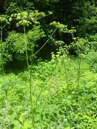 Common Hogweed (Heracleum sibiricum)