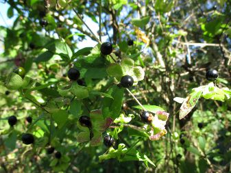 Berry Catchfly (Cucubalus baccifer)