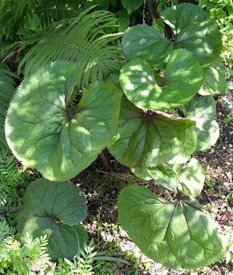 Summer Ragwort (Ligularia dentata)
