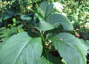 Pokeweed (Phytolacca acinosa)