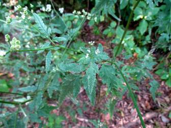 Japanese Hedge Parsley (Torilis japonica)