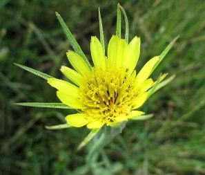Yellow Salsify (Tragopogon major)