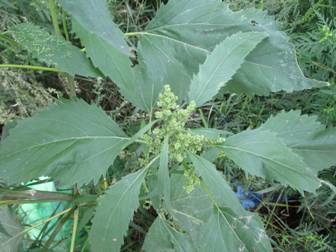 Чорнощир звичайний (Cyclachaena xanthiifolia)
