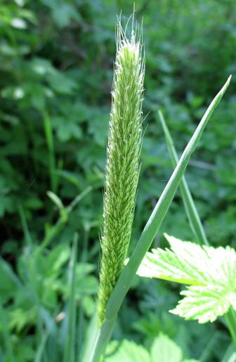 Meadow Foxtail (Alopecurus pratensis)
