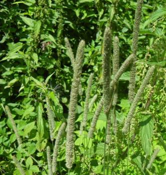 Timothy-grass (Phleum pratense)