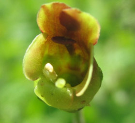 Figwort (Scrophularia nodosa)