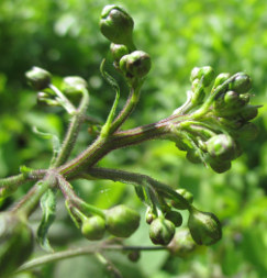 Figwort (Scrophularia nodosa)