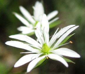 Звездчатка злаковидная (Stellaria graminea)