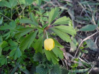 Yellow wood Anemone (Anemonoides ranunculoides)
