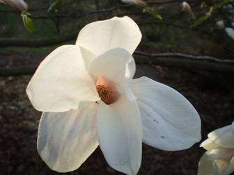 Магнолия (Magnolia)