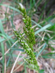 Creeping Sweetgrass (Hierochloe repens)