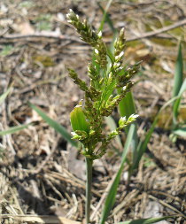 Creeping Sweetgrass (Hierochloe repens)