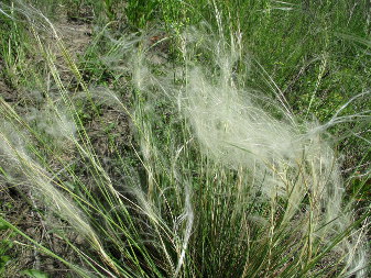 Feather grass (Stipa)
