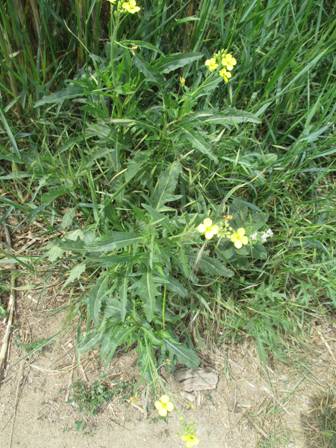 Perennial Wall-Rocket (Diplotaxis tenuifolia)